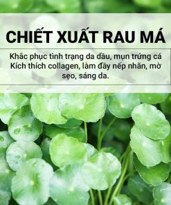 Chiết xuất rau má