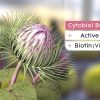 Cytobiol Burdock 2 1