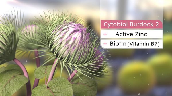 Cytobiol Burdock 2 3