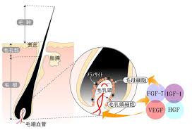 Công dụng Chiết xuất mầm gạo