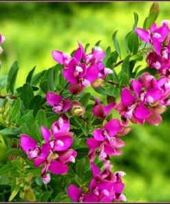 HerbEx Polygala Extract