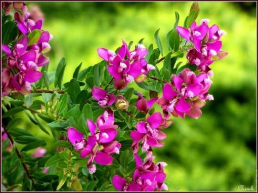 HerbEx Polygala Extract