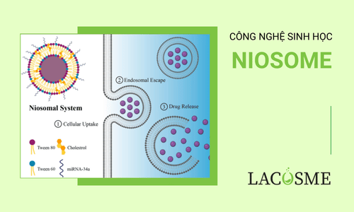 Niosome là gì? Có vai trò gì cho da?