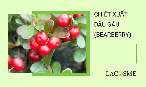 Chiết xuất Bearberry là gì? Lợi ích và ứng dụng trong làm đẹp 1