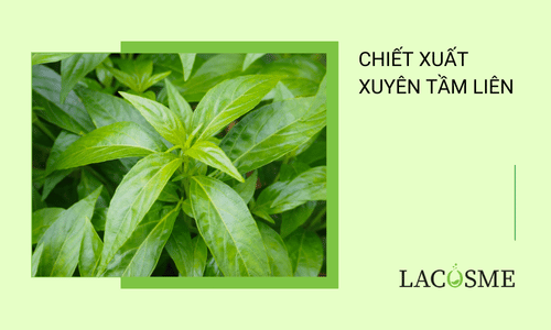 Chiết xuất xuyên tâm liên là gì? Công dụng và cách dùng hiệu quả 1